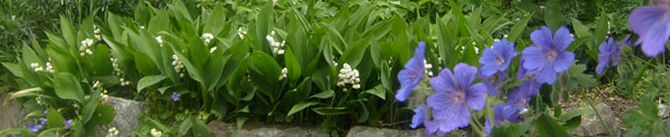 lily of the valley in the front garden