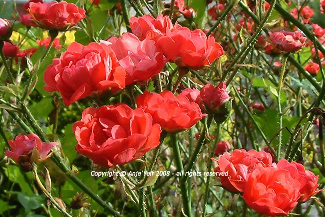 Rose 'floribunda unknown variety' flowering from June