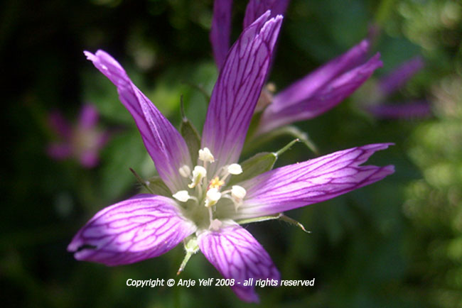 floral image