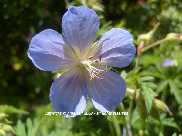 Geranium Johnsons Blue flowering in July and August