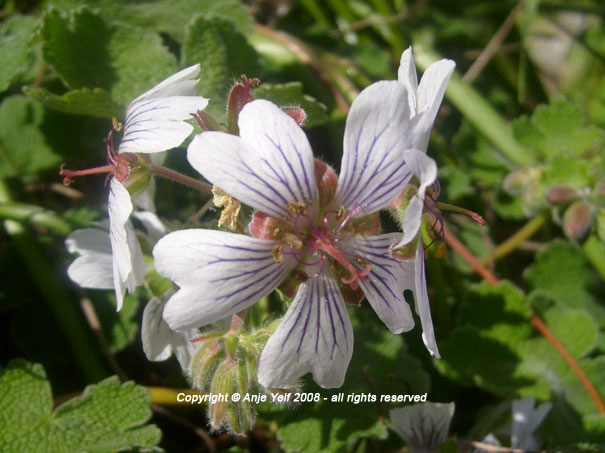 Geranium Renardii flowering from April to June