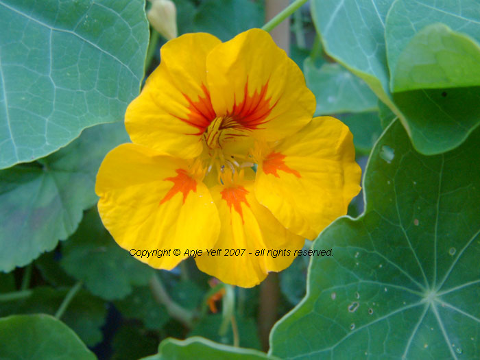 Nasturtium - Trapaelum majus eg:Golden Gleam