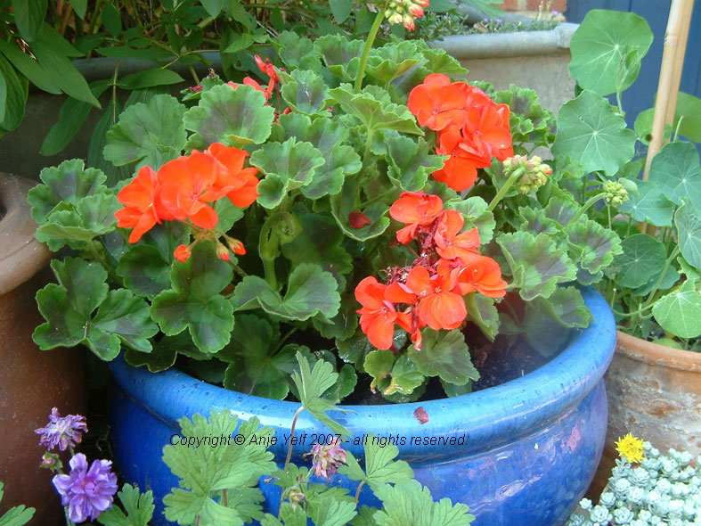 Pelargonium - 							form of Geranium