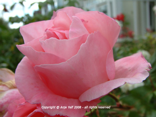 Rose 'Queen Elizabeth' flowering from June