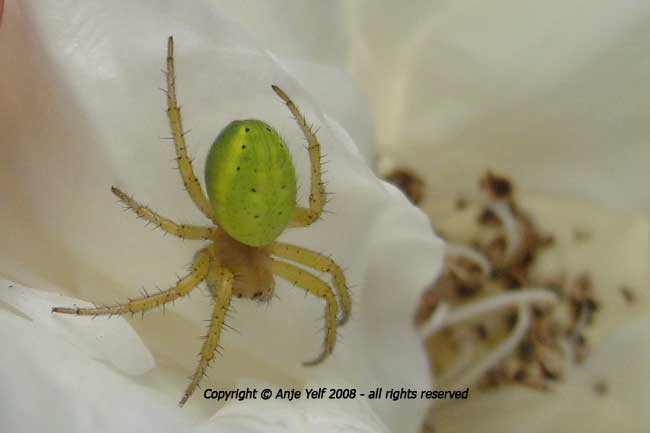 Orb web Spider - Araneus Cucurbitina