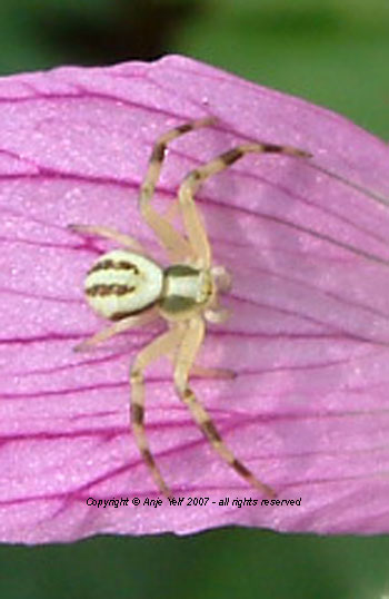 Thomisus - Crab Spider
