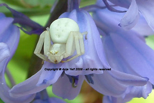 Thomisidae Misumena Vatia - Crab Spider