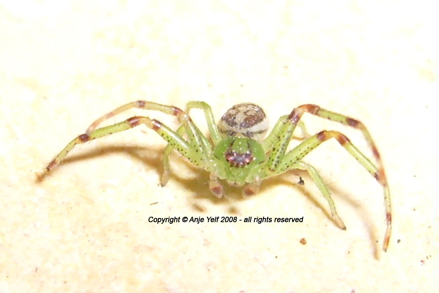 Thomisidae Diaea Dorsata - Crab Spider
