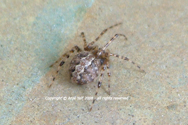 Theridion Mystaceum